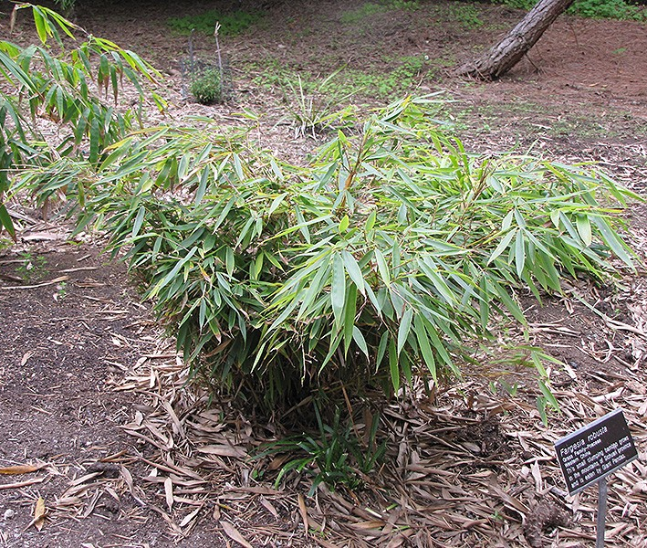 Fargesia robusta (Clumping Bamboo)