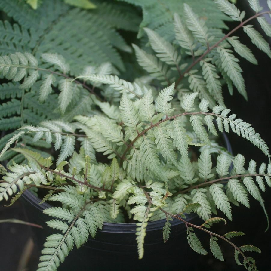 Athyrium niponicum pictum 'Pearly White'