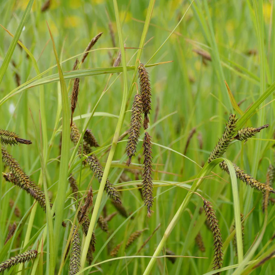 Carex lyngbyei (Lyngbye's Sedge Grass)