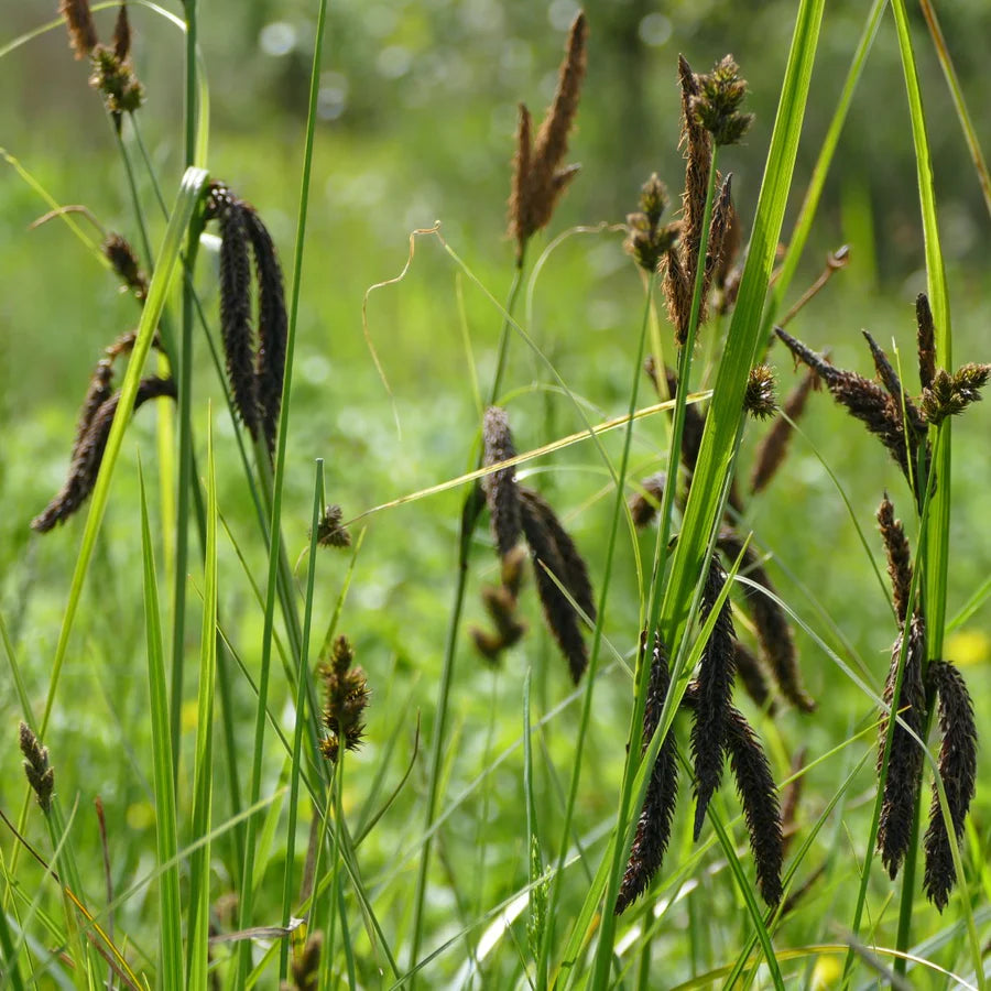 Carex obnupta (Sedge)