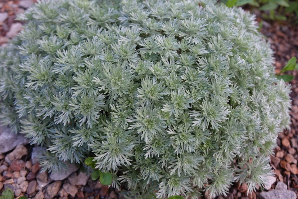 Artemisia schmidtiana 'Nana' (Wormwood)