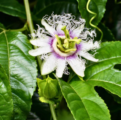 Passiflora edulis 'Bounty' (Passionflower Vine)