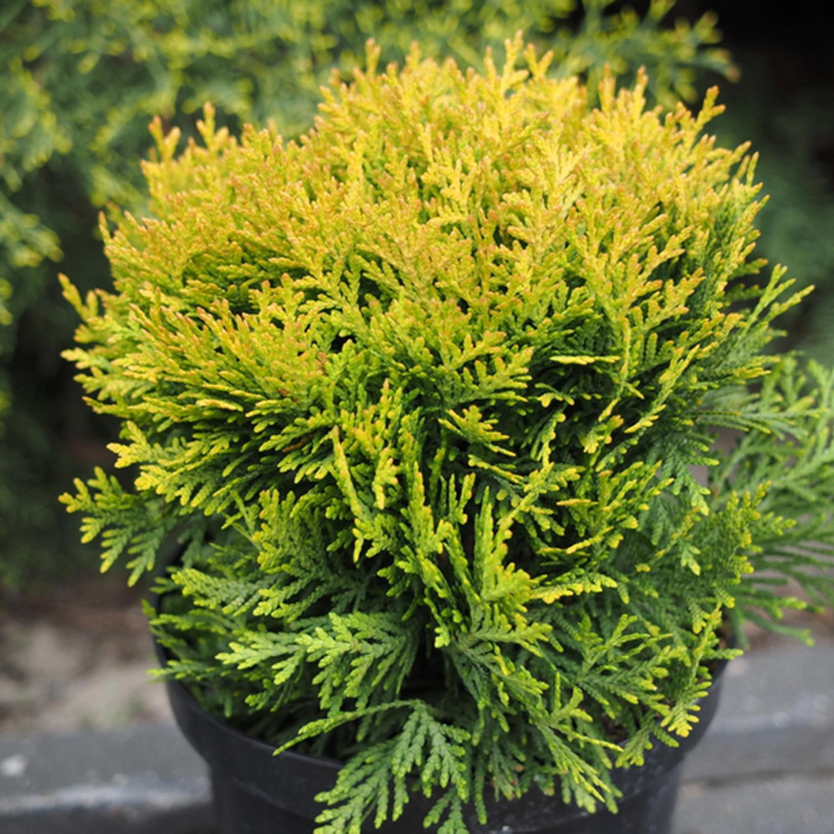 Thuja globosa 'Aurea'
