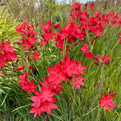 Schizostylis - Red (Crimson Flag Lily)