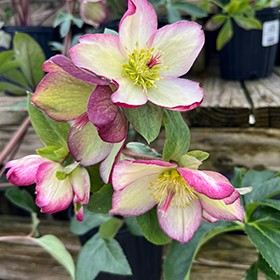 Helleborus 'Ice N' Roses Picotee'