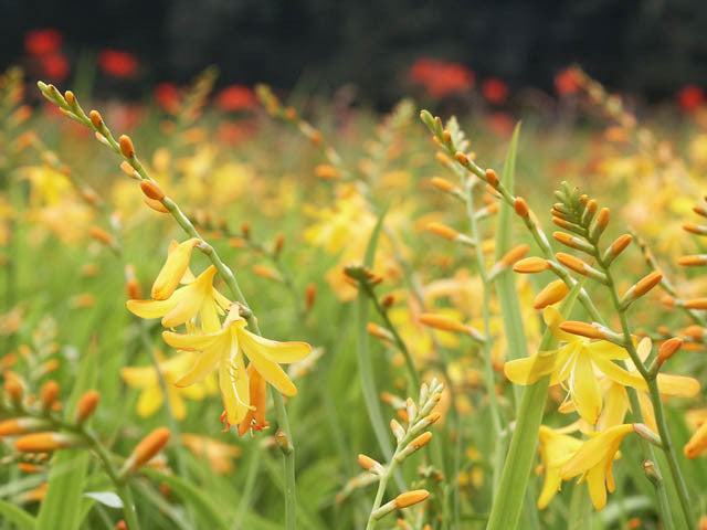 Crocosmia 'George Davison'