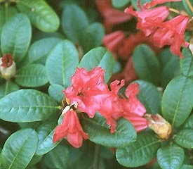 Rhododendron 'Scarlet Wonder'