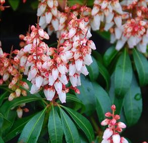 Pieris japonica 'Bonfire'