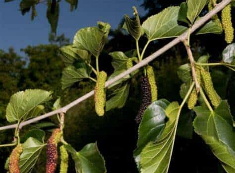 Morus macroura 'Cooke's Pakistan' (Mulberry)