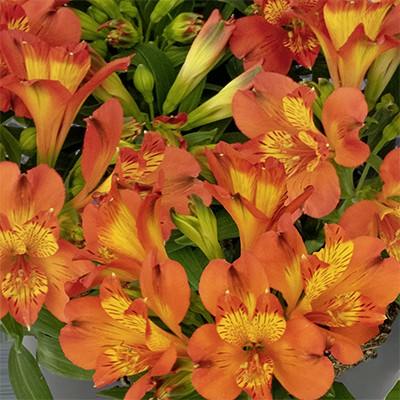 Alstroemeria 'Inca Holland' (Dwarf Peruvian Lily)(orange)