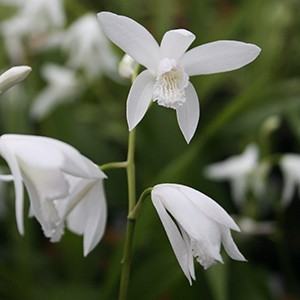 Bletilla striata 'Alba' (Hardy Orchid)