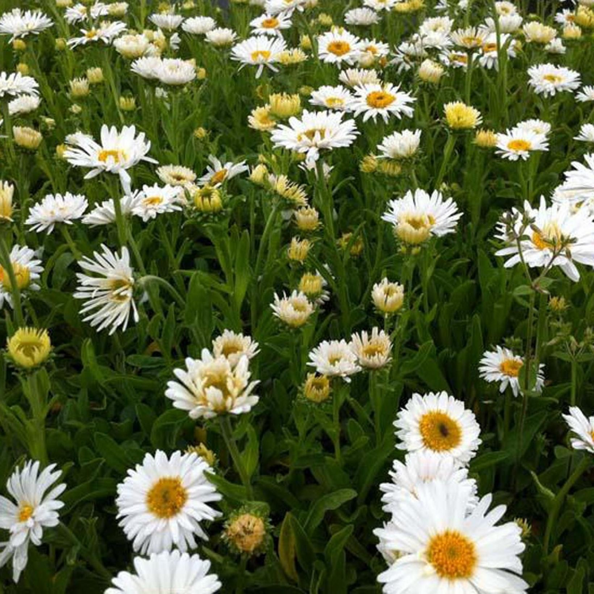 Aster alpinus 'Albus' (Alpine Aster)