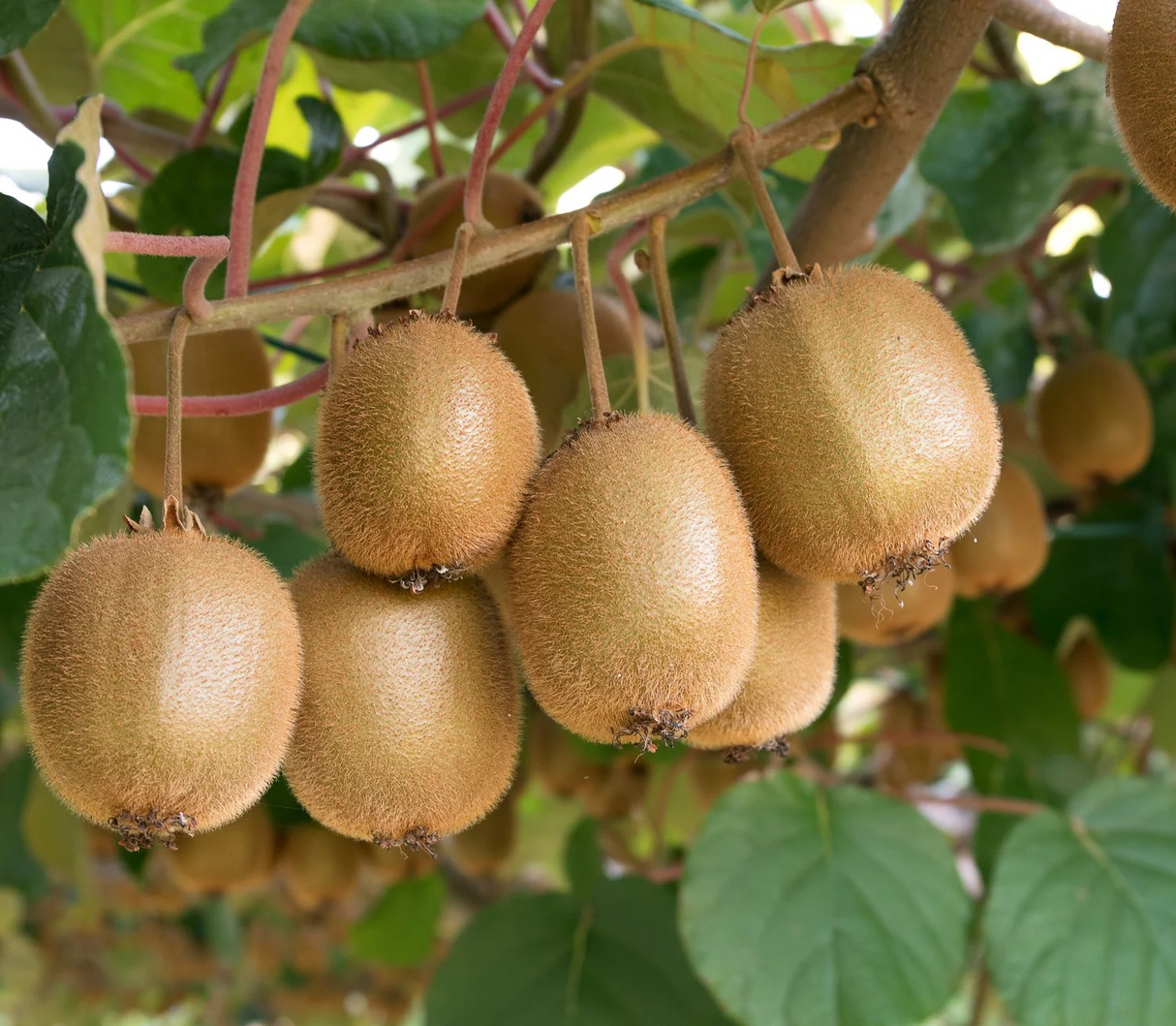 Actinidia chinensis 'Vincent' (Kiwi)