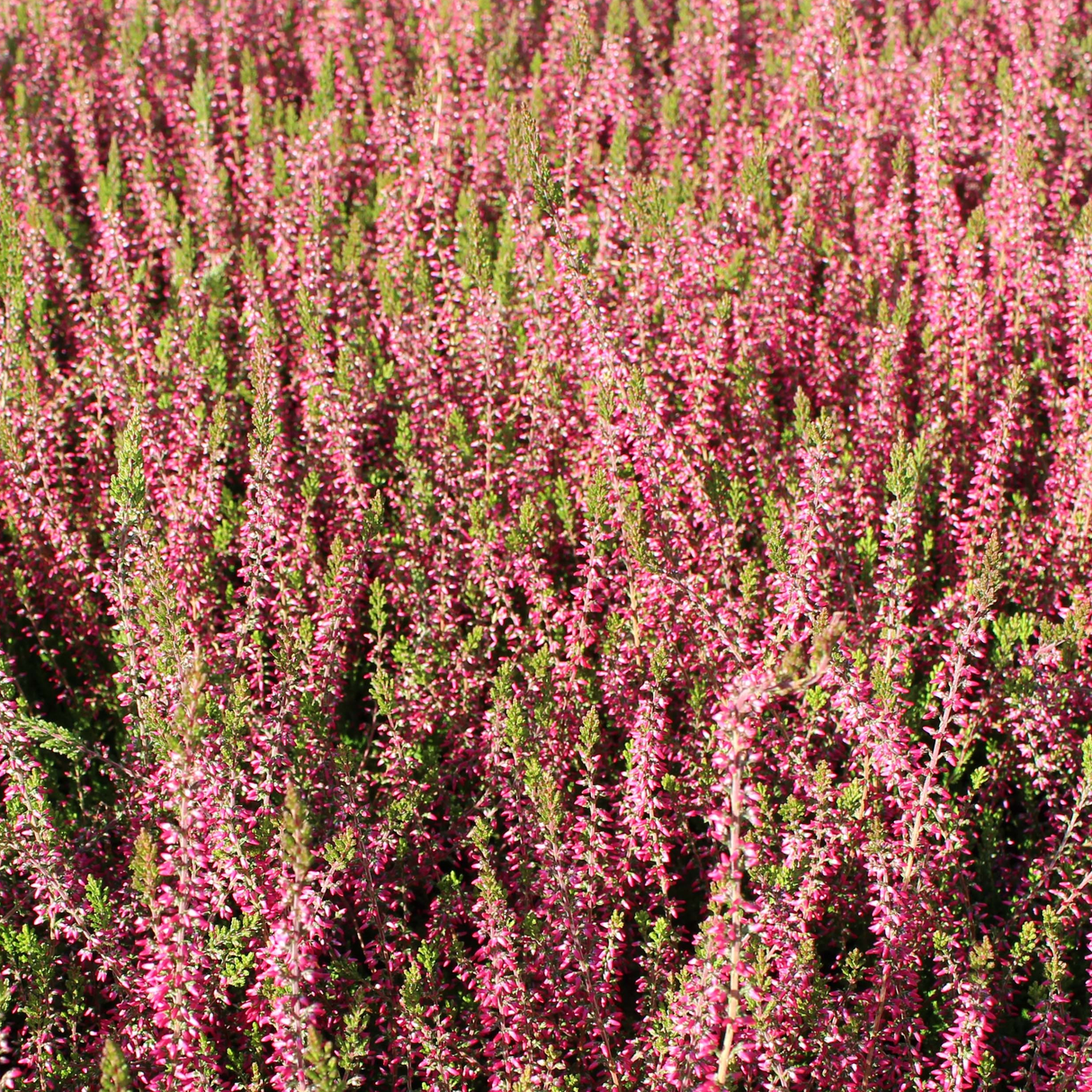 Calluna vulgaris 'Angie' (Heather)
