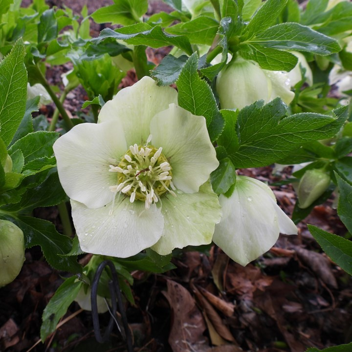 Helleborus 'White Lady'