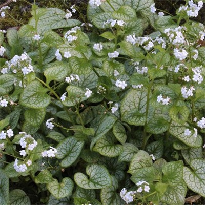 Brunnera macrophylla 'Mister Morse' (Bugloss)