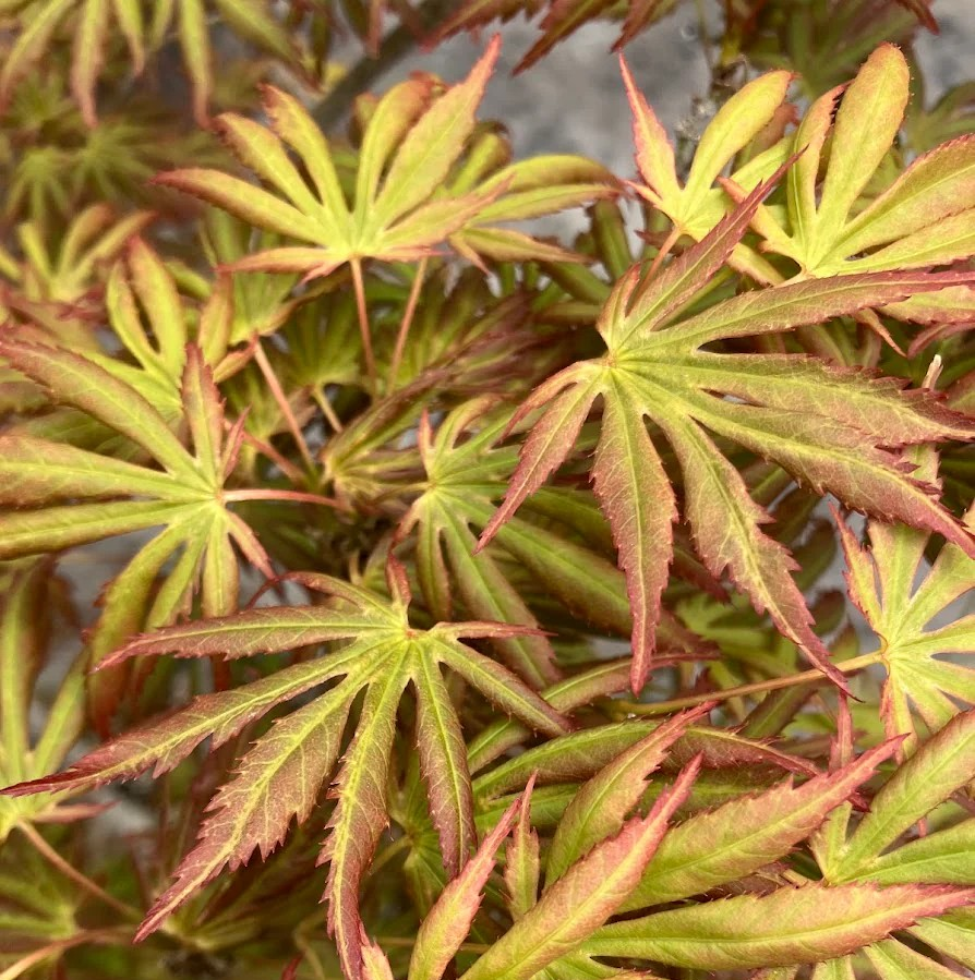 Acer palmatum 'Green Trompenburg' (Japanese Maple)