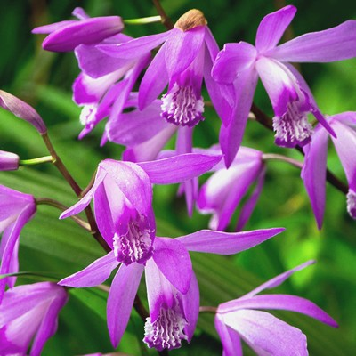 Bletilla striata 'Shi-Ran' (Hardy Orchid)