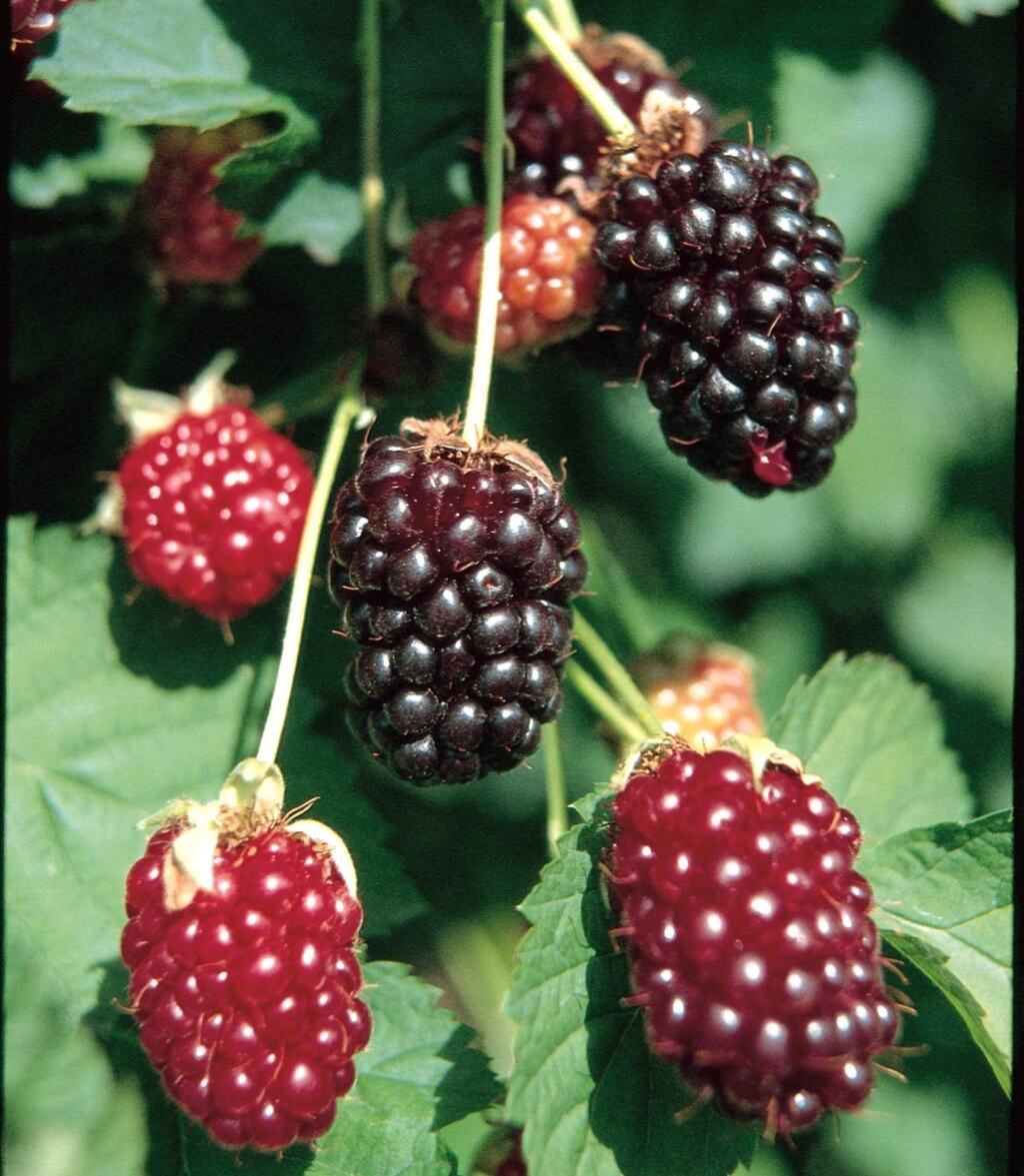 Rubus 'Boysenberry' Thornless