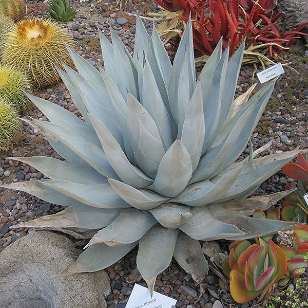 Agave deserti var. simplex
