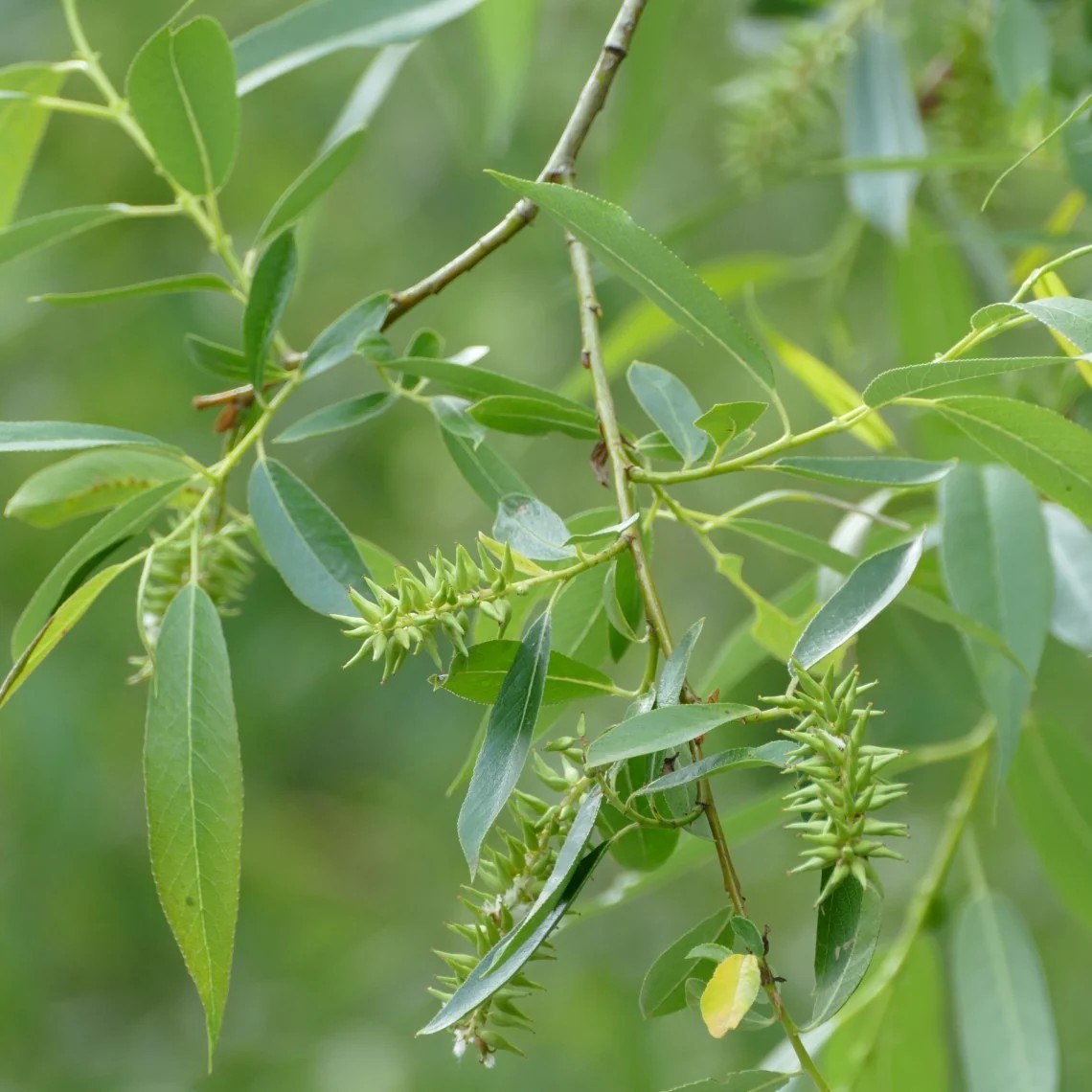 Salix Lucida (Pacific Willow)