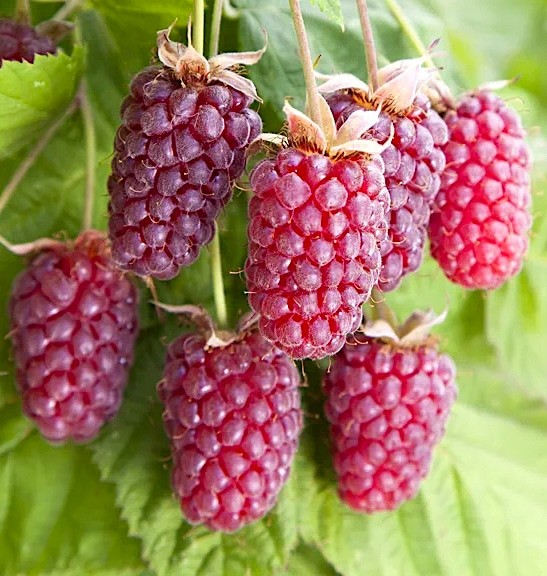 Rubus loganbaccus (Loganberry)