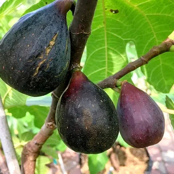 Ficus carica 'Black Mission' (Fig)