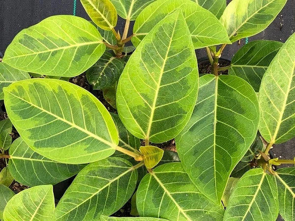Ficus altissima variegata 'Yellow Gem'
