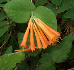 Lonicera ciliosa