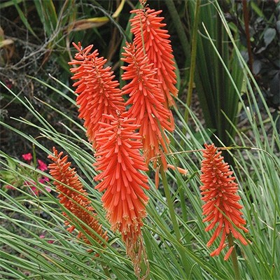 Kniphofia uvaria 'Candy Apple'