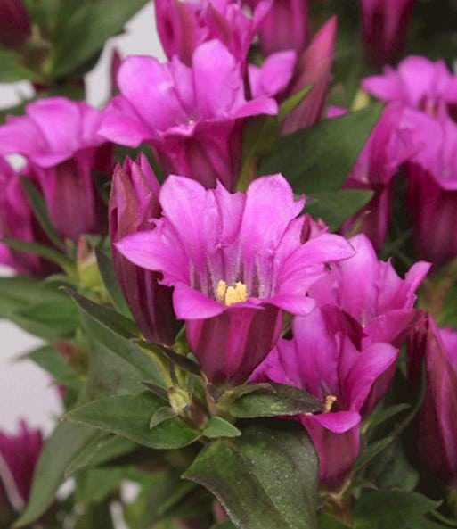 Gentiana 'Little Pinkie' (Summer Gentian)