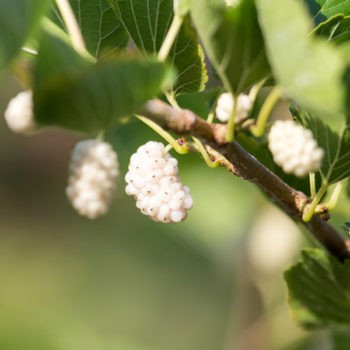 Morus alba 'Nikita White'