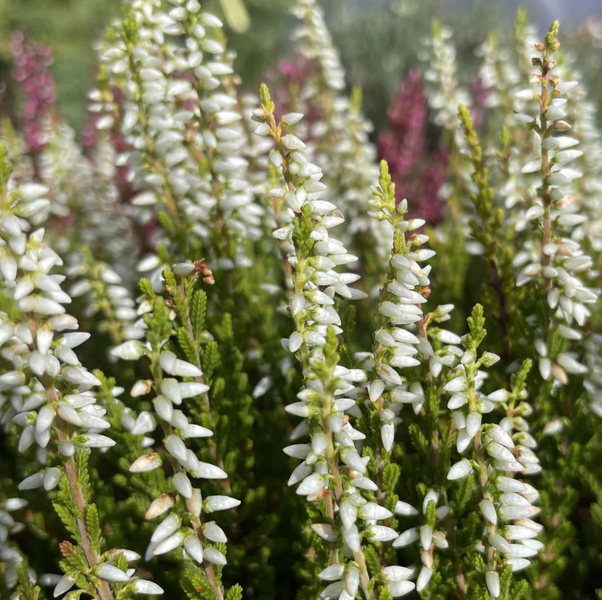 Calluna vulgaris 'Alicia' (Heather)