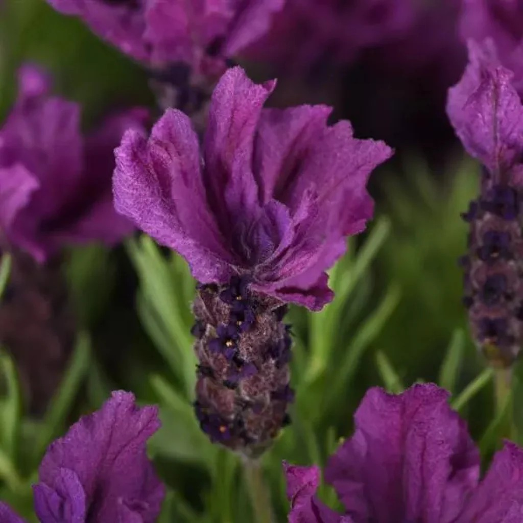 Lavandula stoechas 'Anouk Purple Flare'