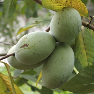 Asimina triloba KSU 'Benson' (Pawpaw)