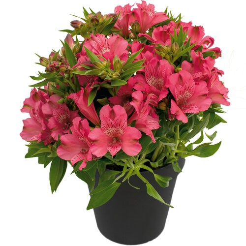 Alstroemeria 'Inca Candy' (Dwarf Peruvian Lily)(pink)