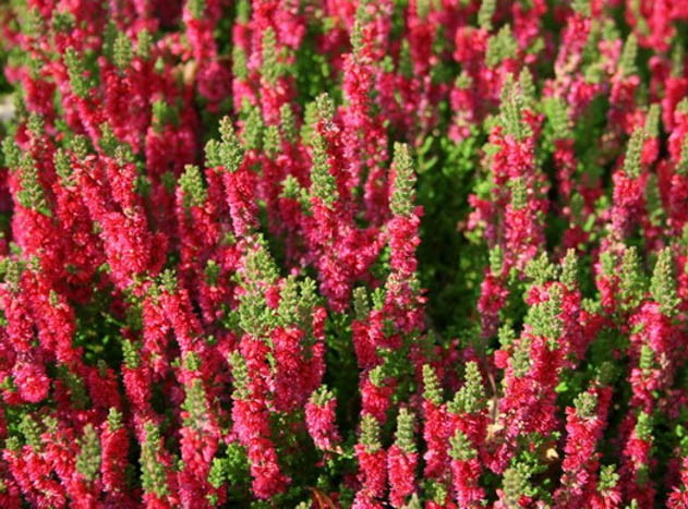 Calluna vulgaris 'Dark Beauty' (Heather)