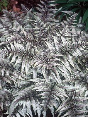 Athyrium niponicum 'Metallicum'