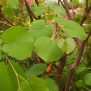 Cercis siliquastrum 'Alba' (Judas Tree)