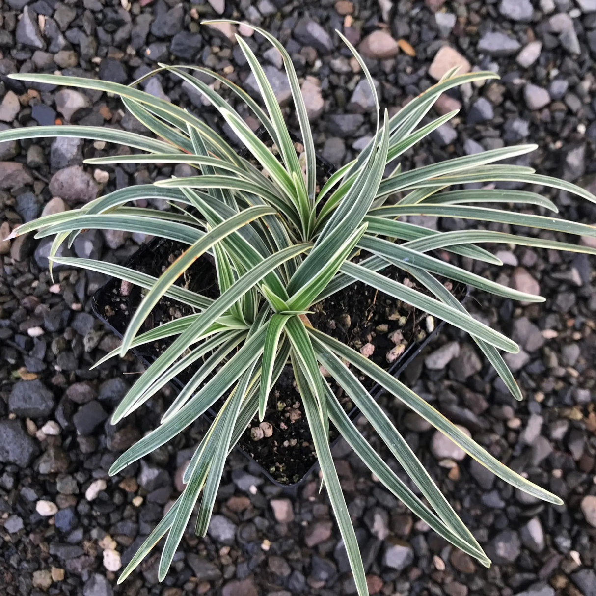 Ophiopogon japonicus 'Pam Harper'