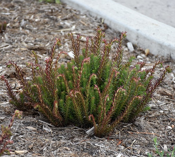 Sedum rupestre 'Rice Creek Winter Fire' (Stonecrop)