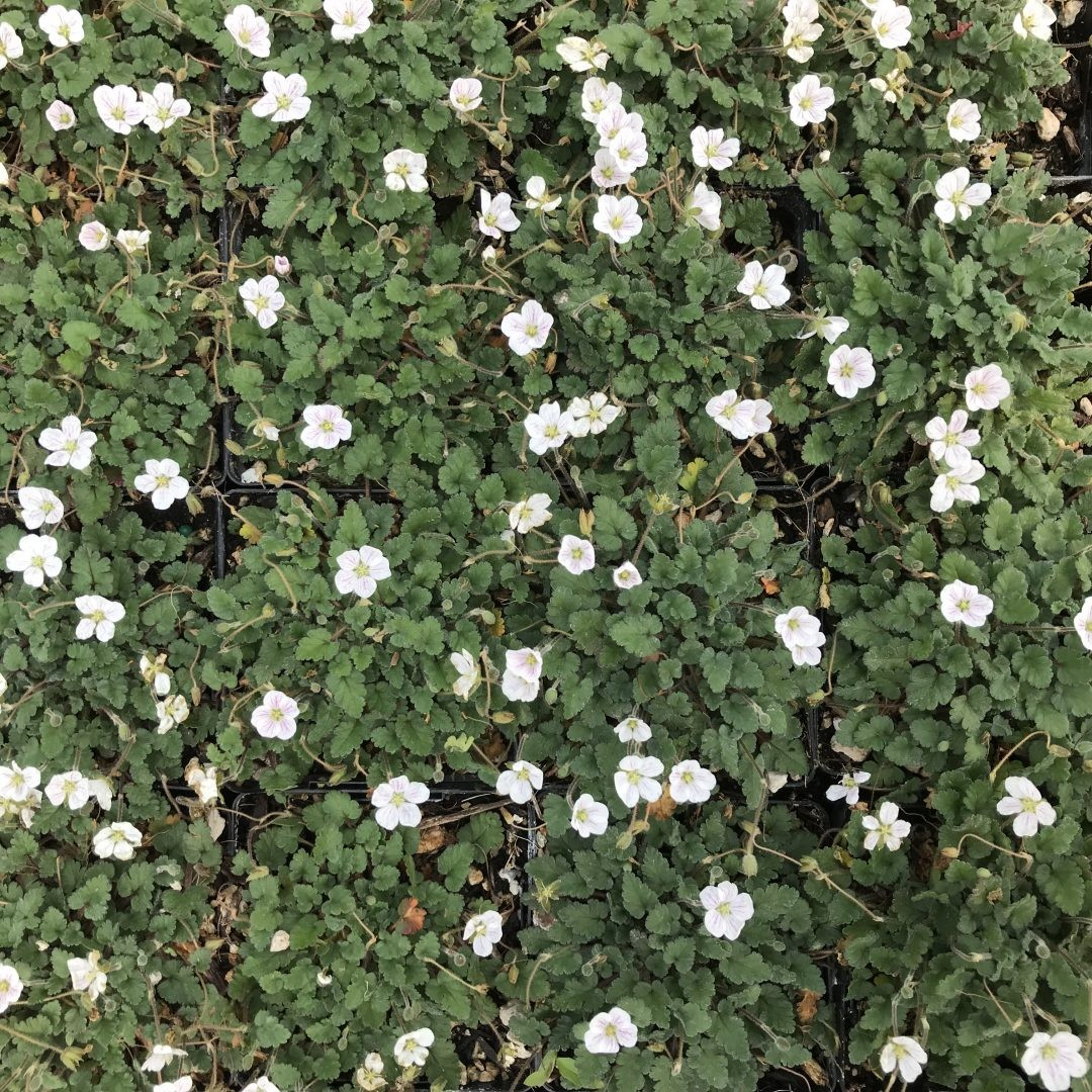 Erodium reichardii 'Alba'