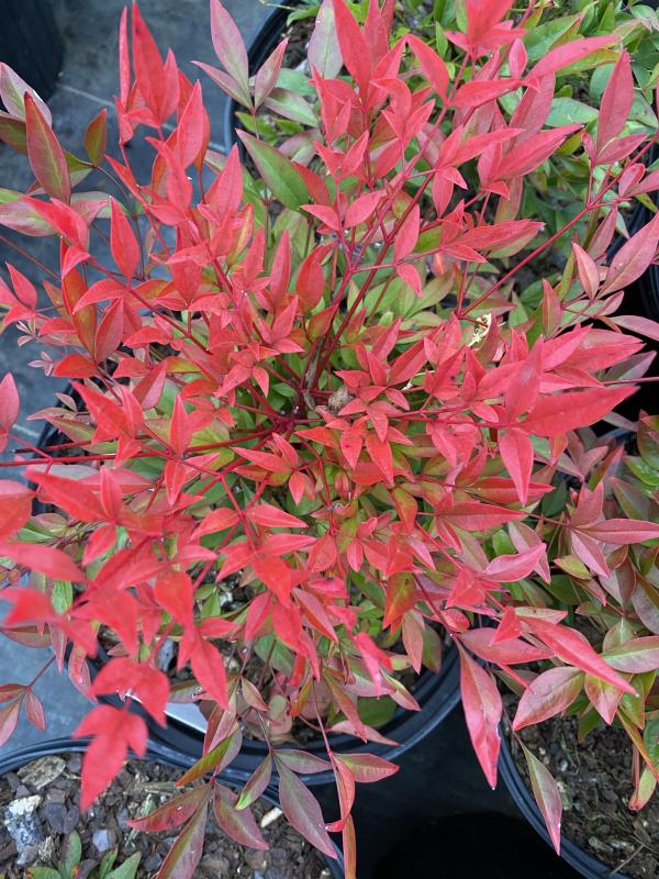 Nandina domestica 'Colorscape'