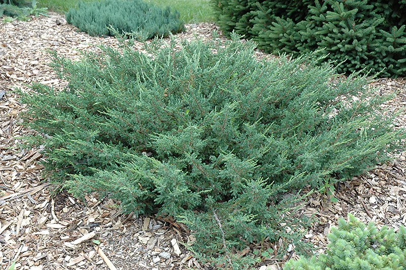 Juniperus communis 'Mondap' / 'Alpine Carpet'