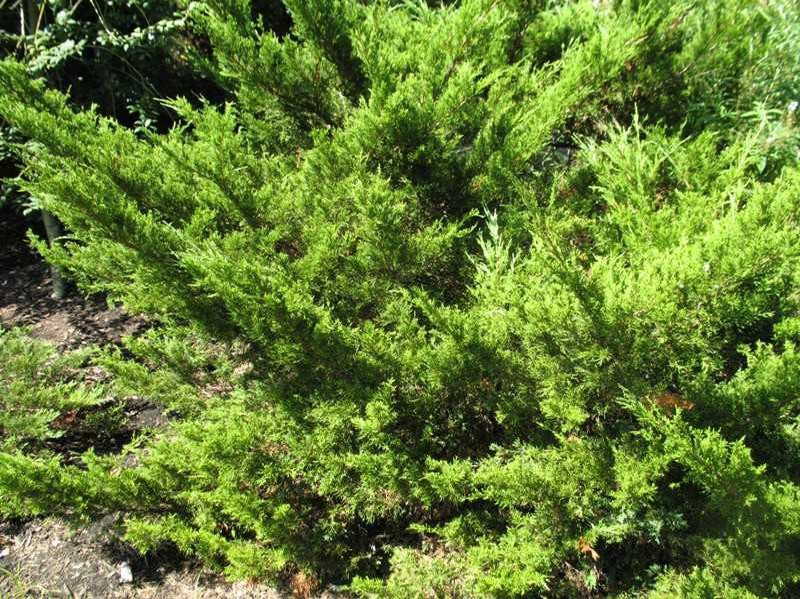 Juniperus x pfitzeriana 'Sea Green'