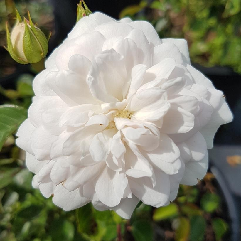 Rosa hybrid 'vigorosa Innocencia'