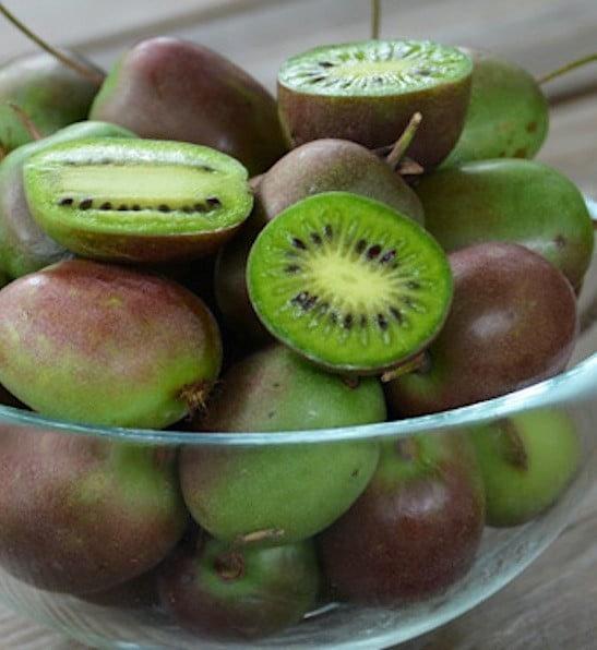 Actinidia arguta 'Prolific' (Kiwi)