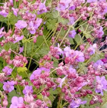 Geranium macrorrhizum 'Beepub'