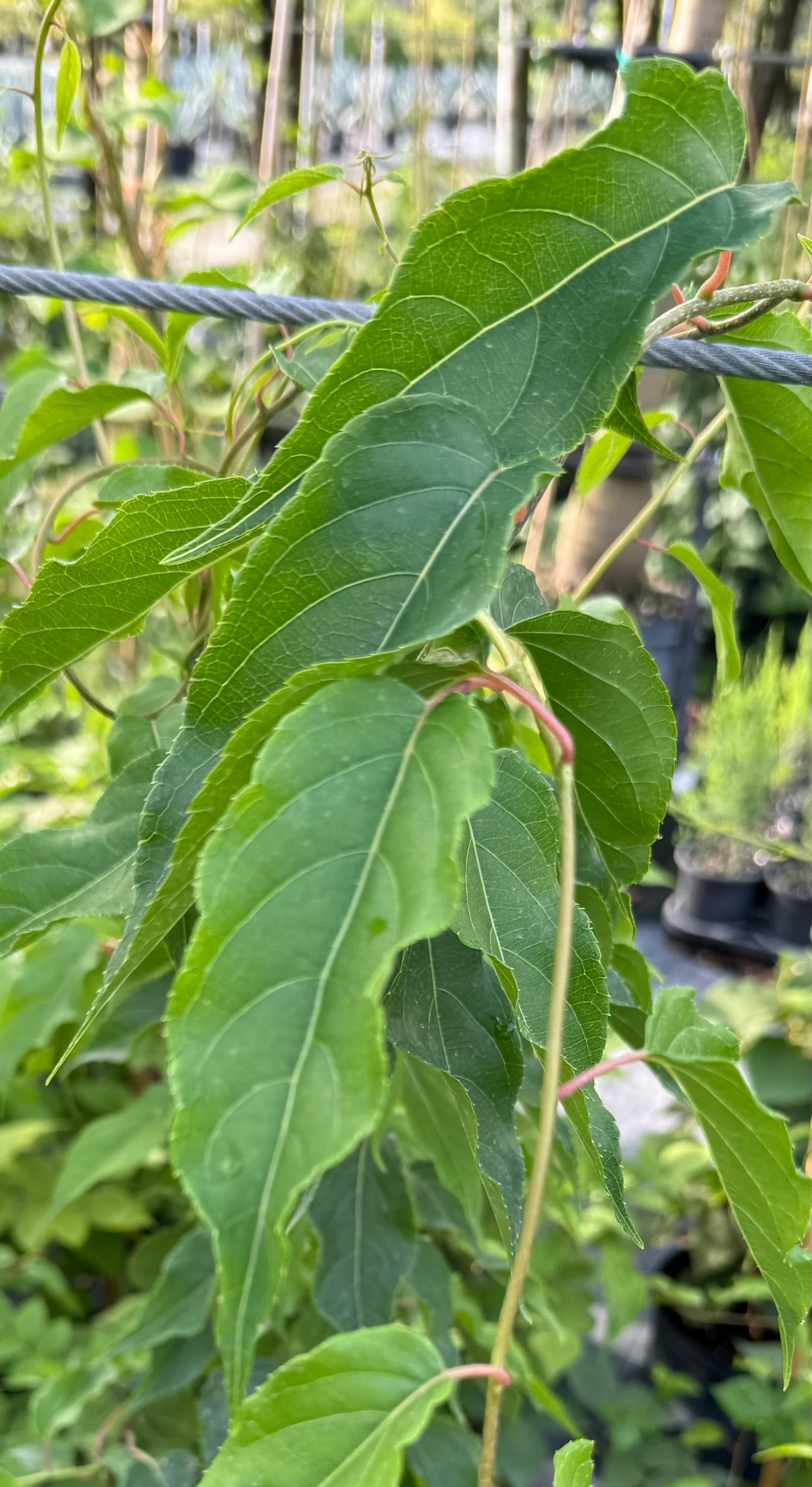 Actinidia chinensis 'Tomuri' (Kiwi)