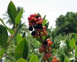 Vaccinium 'Summer Sunset' (Blueberry)